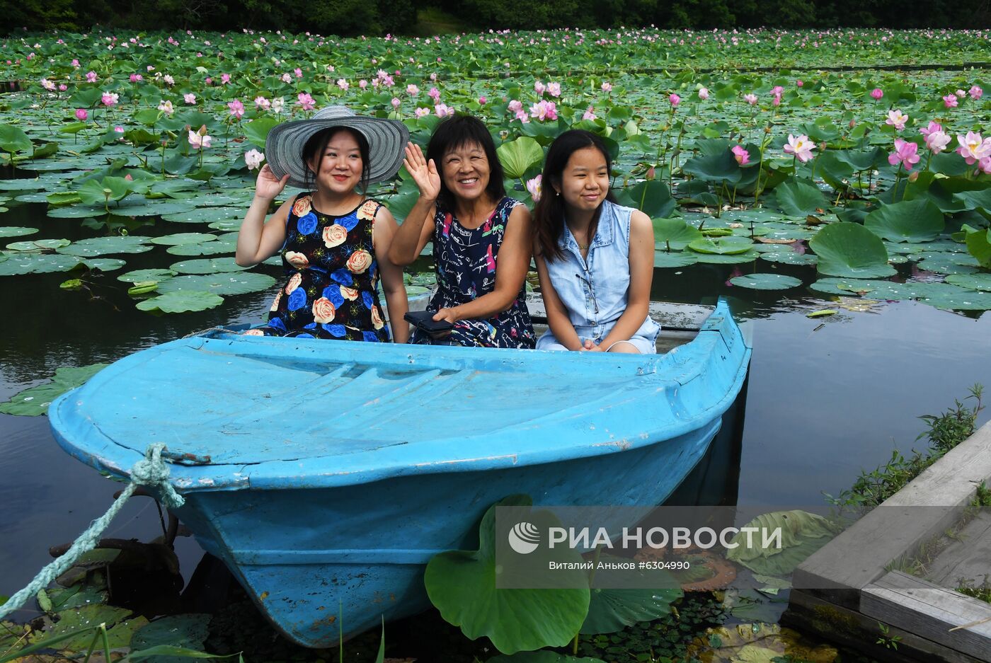 Цветение лотосов в Приморье