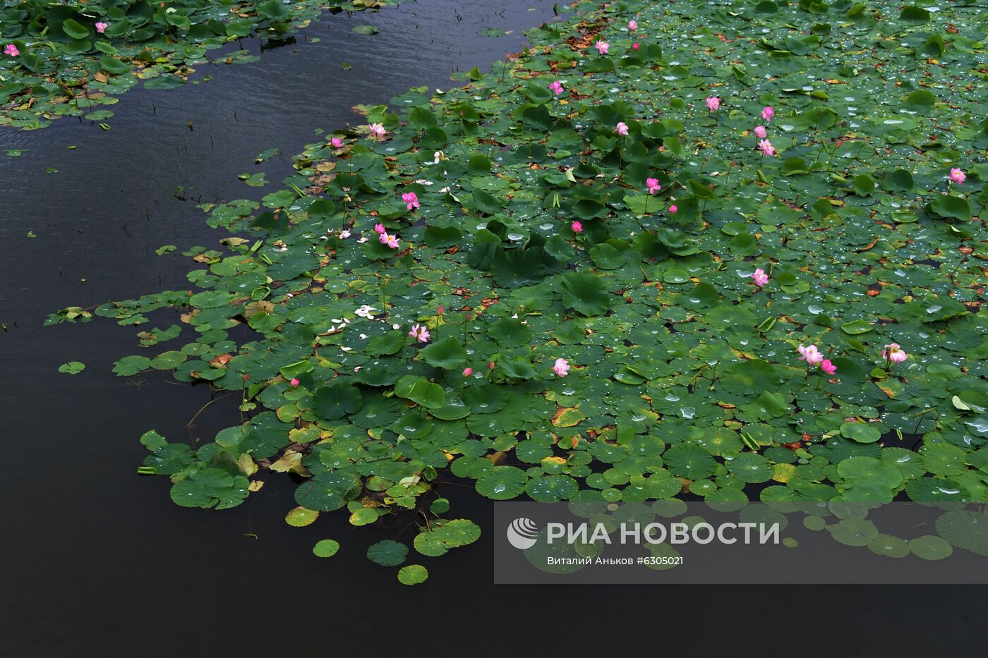 Цветение лотосов в Приморье