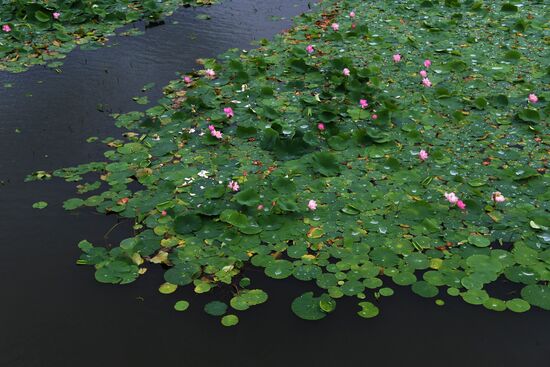 Цветение лотосов в Приморье