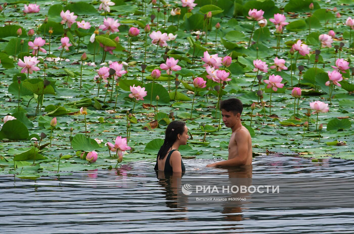 Цветение лотосов в Приморье