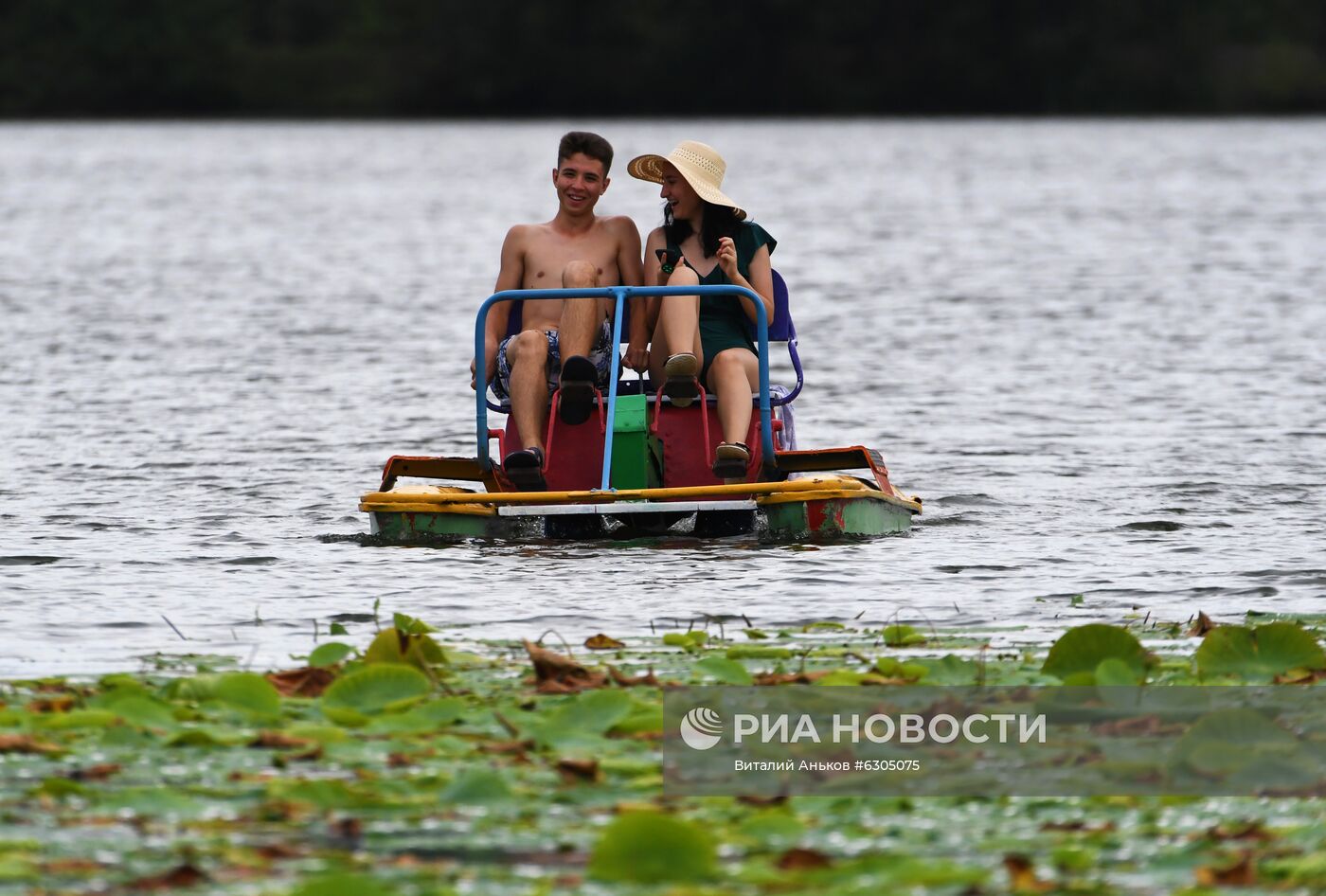 Цветение лотосов в Приморье