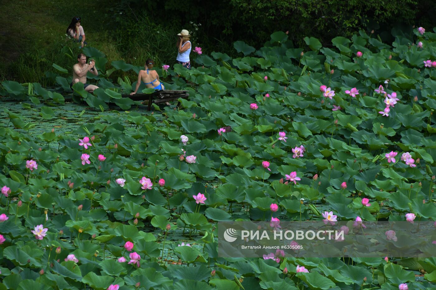 Цветение лотосов в Приморье