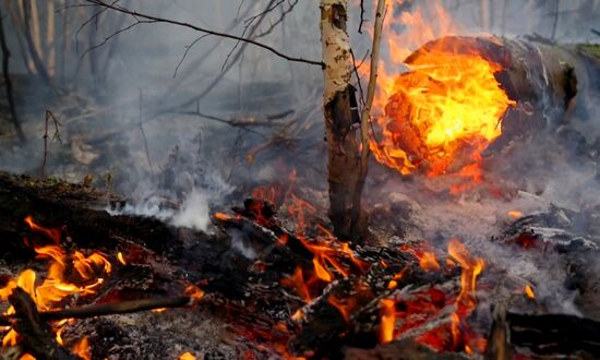 Лесные пожары в регионах России