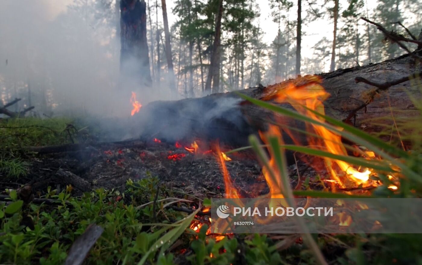 Лесные пожары в регионах России