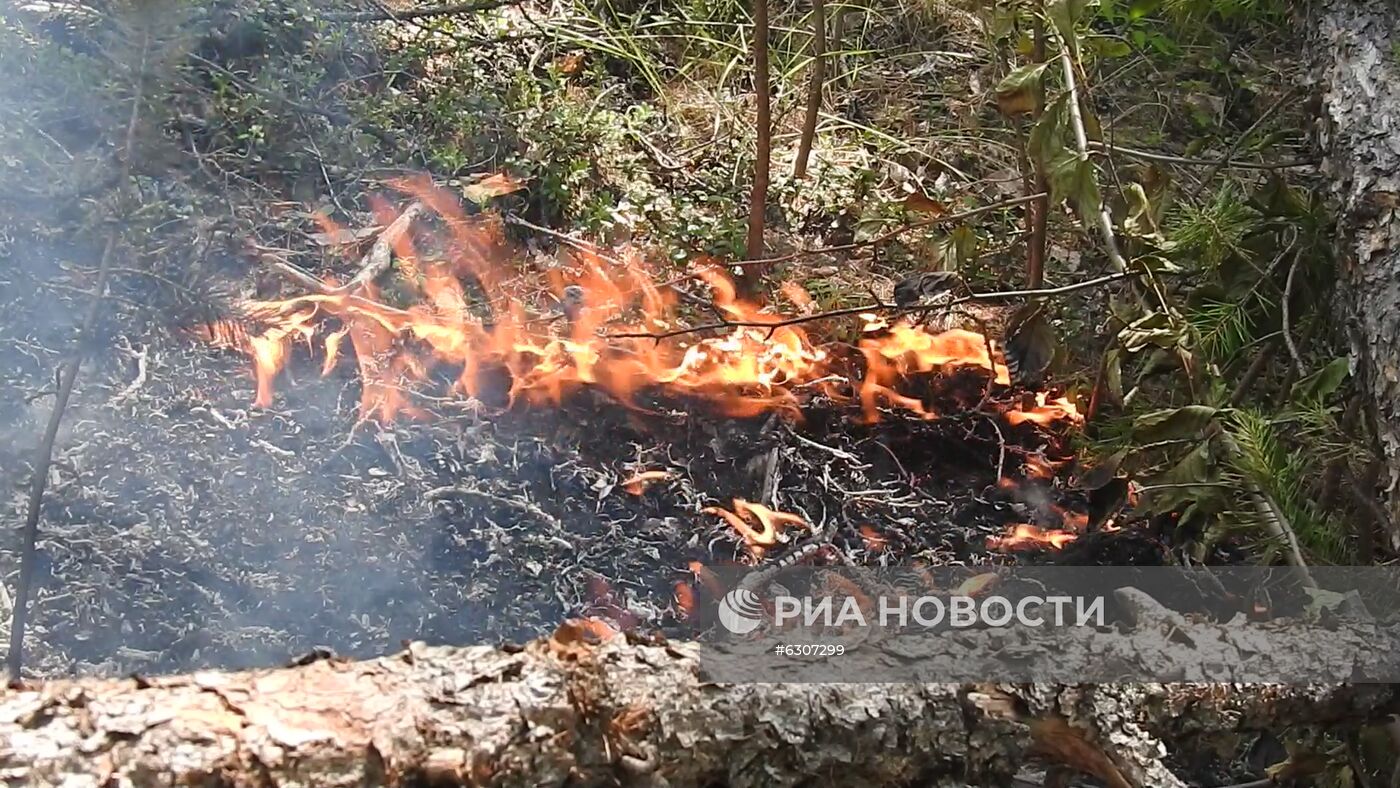 Лесные пожары в регионах России