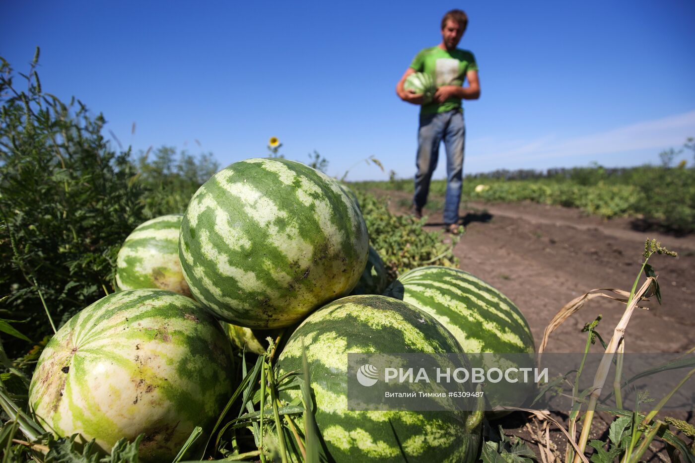 Выращивание арбузов и дынь в Краснодарском крае