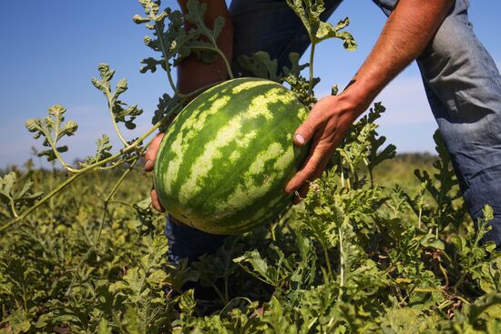 Выращивание арбузов и дынь в Краснодарском крае