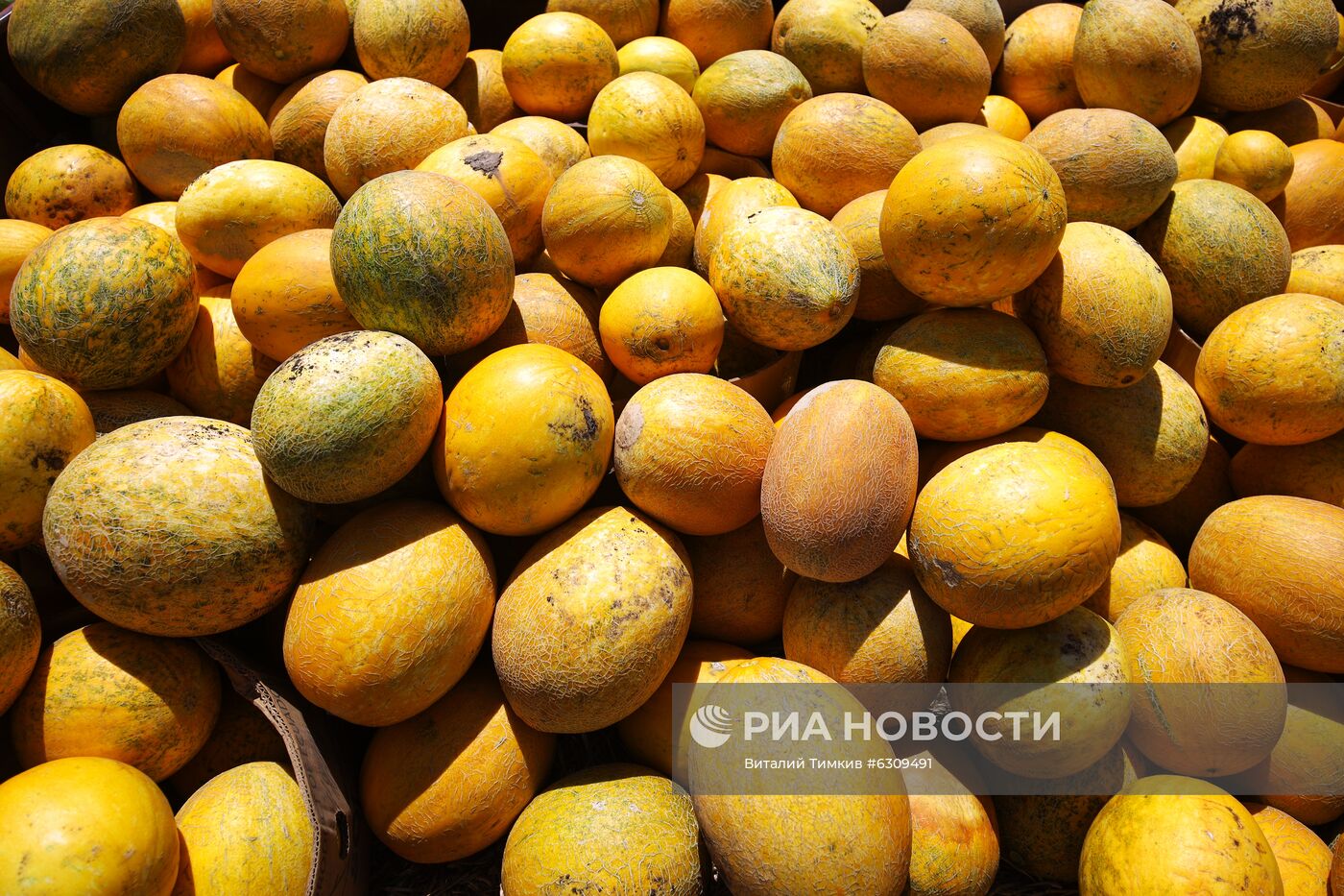 Выращивание арбузов и дынь в Краснодарском крае