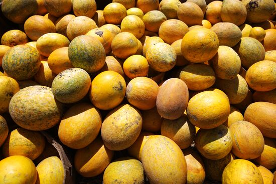 Выращивание арбузов и дынь в Краснодарском крае