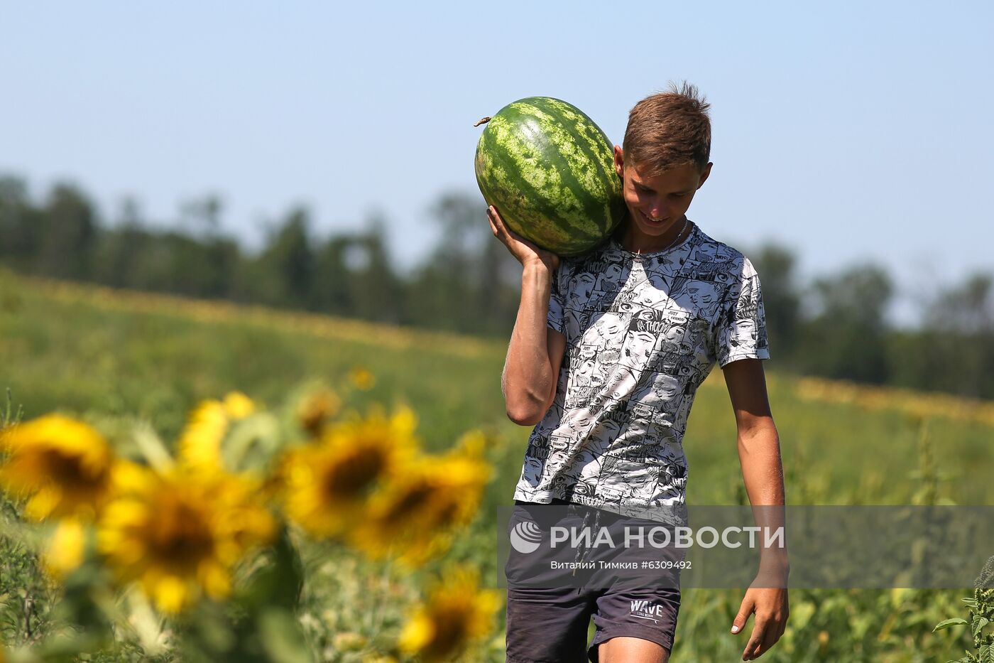 Выращивание арбузов и дынь в Краснодарском крае