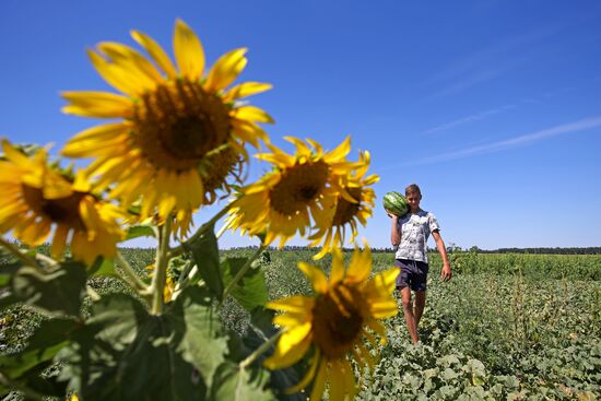 Выращивание арбузов и дынь в Краснодарском крае