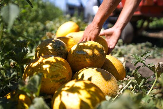 Выращивание арбузов и дынь в Краснодарском крае
