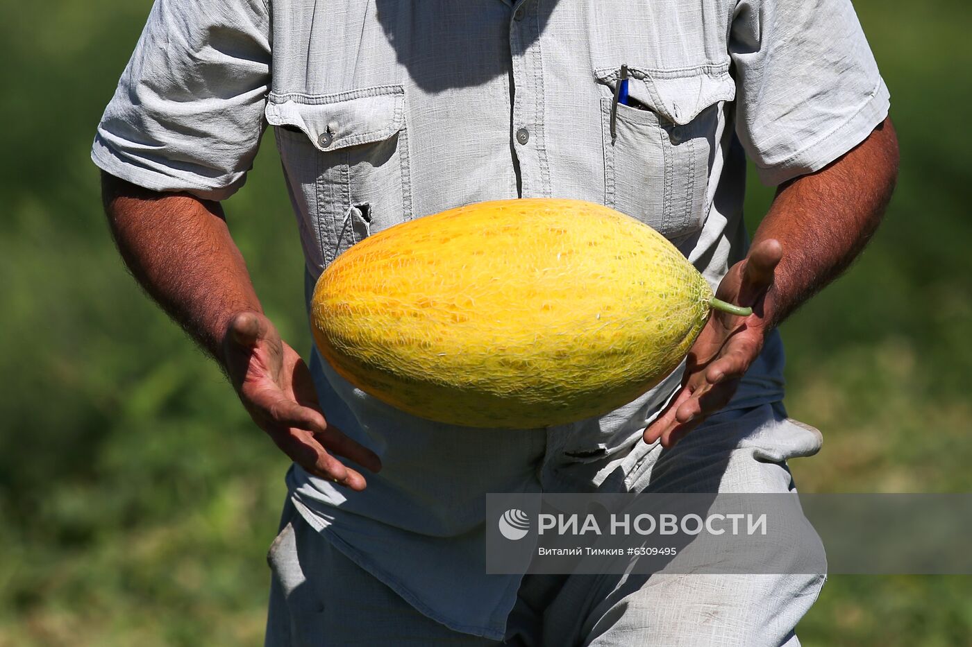 Выращивание арбузов и дынь в Краснодарском крае