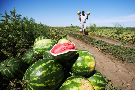 Выращивание арбузов и дынь в Краснодарском крае