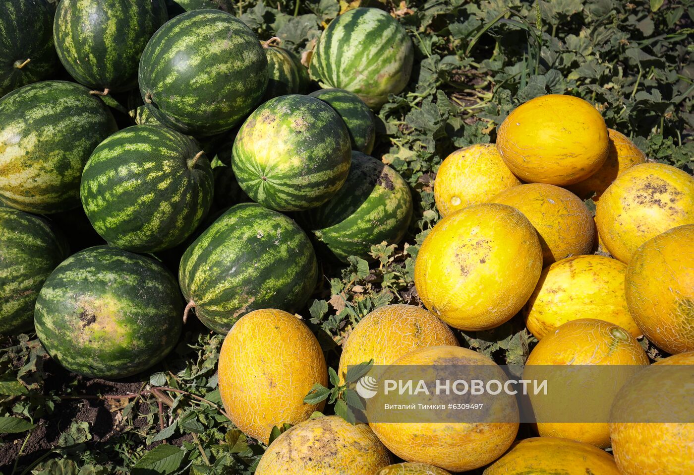 Выращивание арбузов и дынь в Краснодарском крае