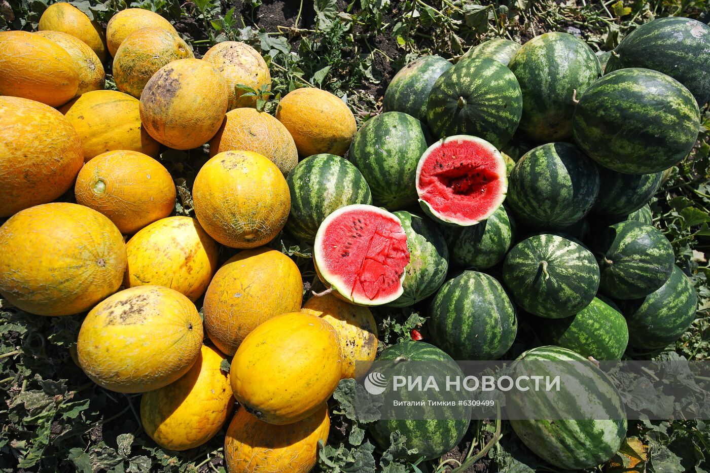 Выращивание арбузов и дынь в Краснодарском крае