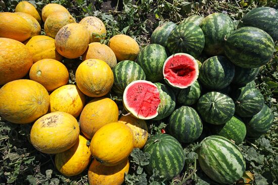 Выращивание арбузов и дынь в Краснодарском крае
