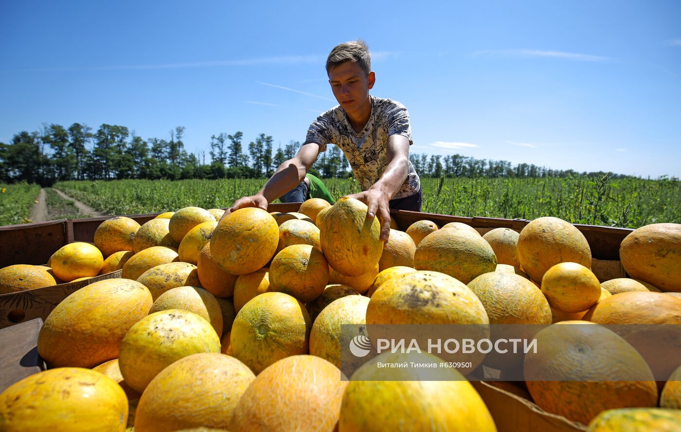 Выращивание арбузов и дынь в Краснодарском крае