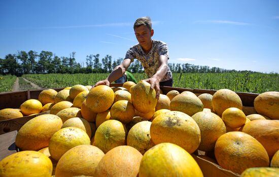 Выращивание арбузов и дынь в Краснодарском крае