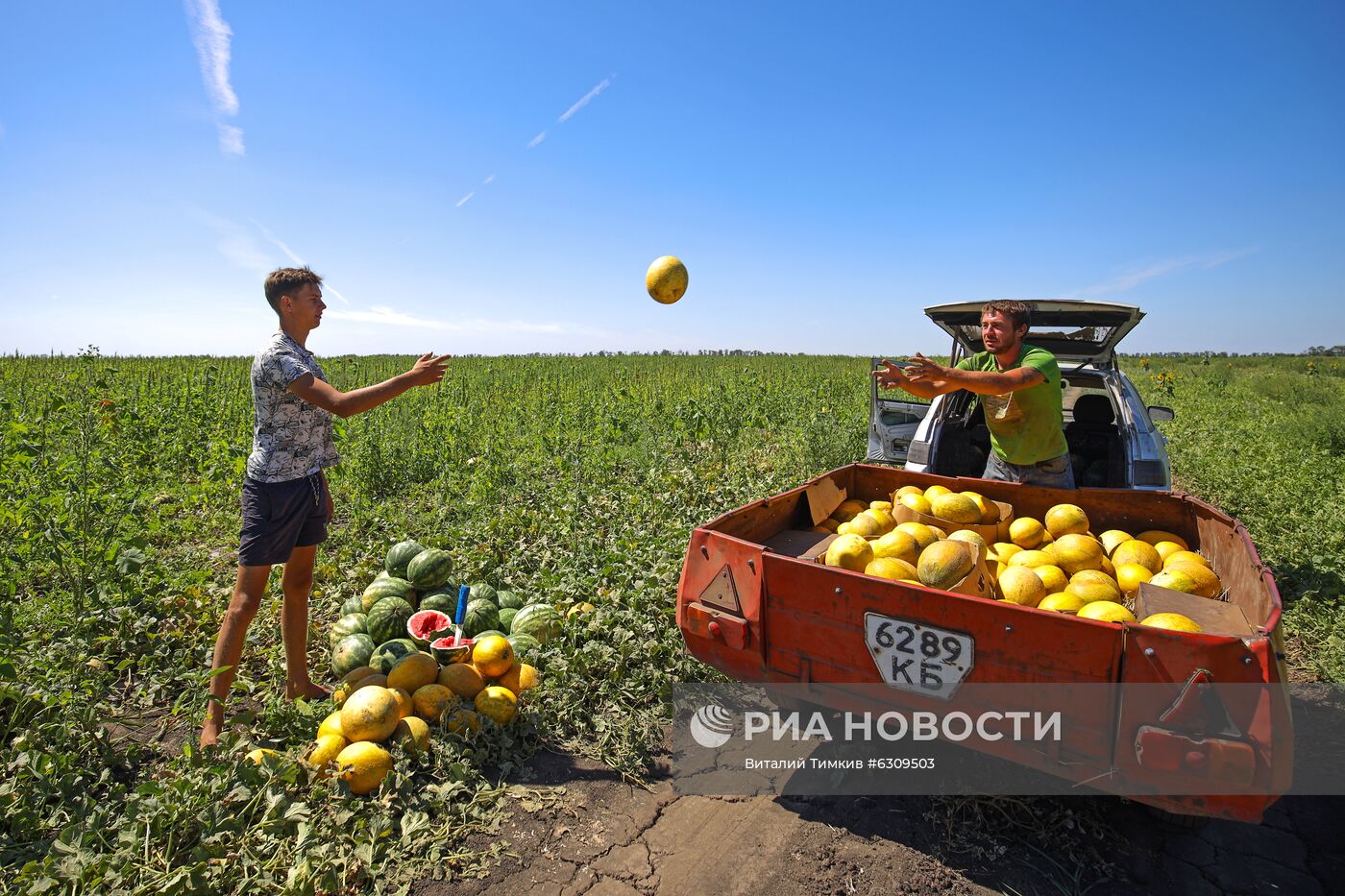 Выращивание арбузов и дынь в Краснодарском крае