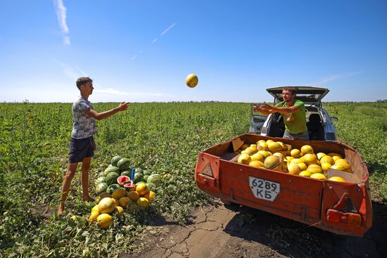 Выращивание арбузов и дынь в Краснодарском крае