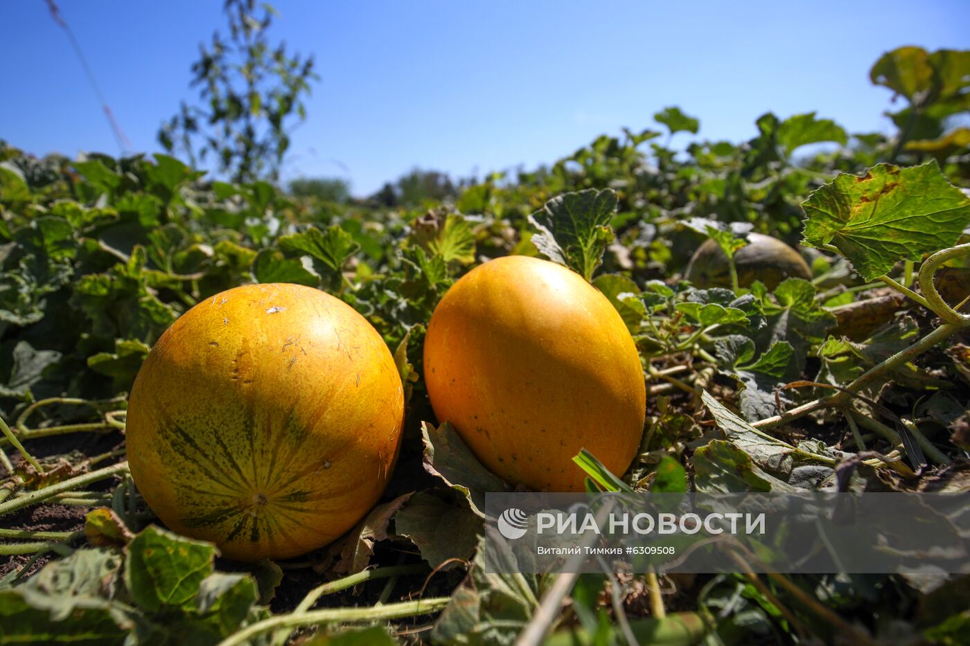 Выращивание арбузов и дынь в Краснодарском крае