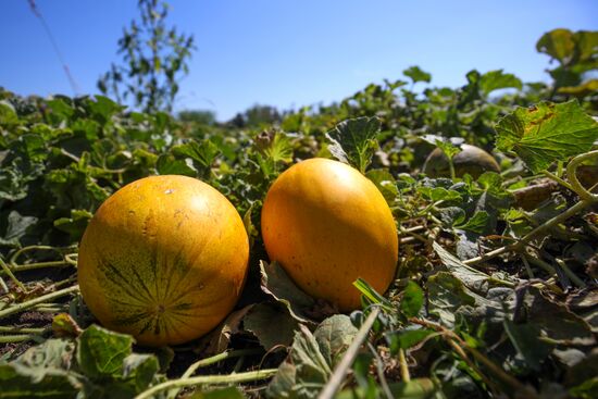 Выращивание арбузов и дынь в Краснодарском крае
