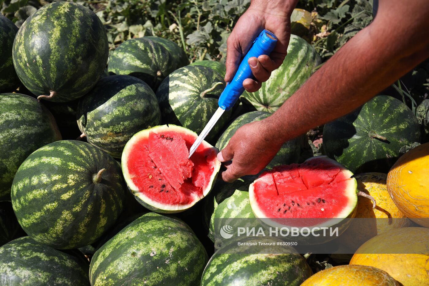 Выращивание арбузов и дынь в Краснодарском крае