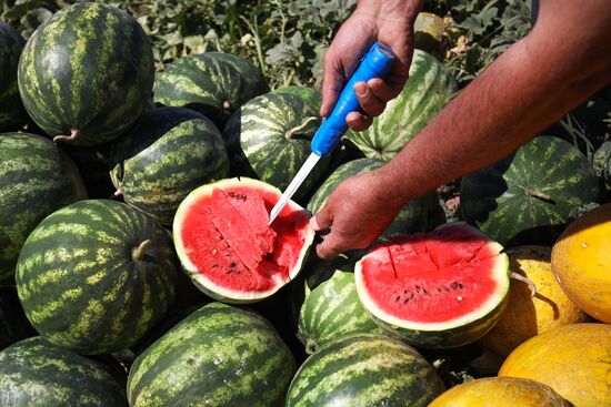 Выращивание арбузов и дынь в Краснодарском крае