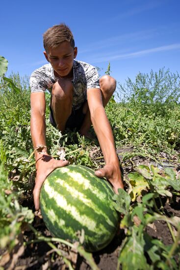 Выращивание арбузов и дынь в Краснодарском крае