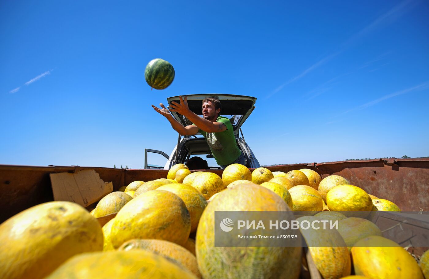 Выращивание арбузов и дынь в Краснодарском крае