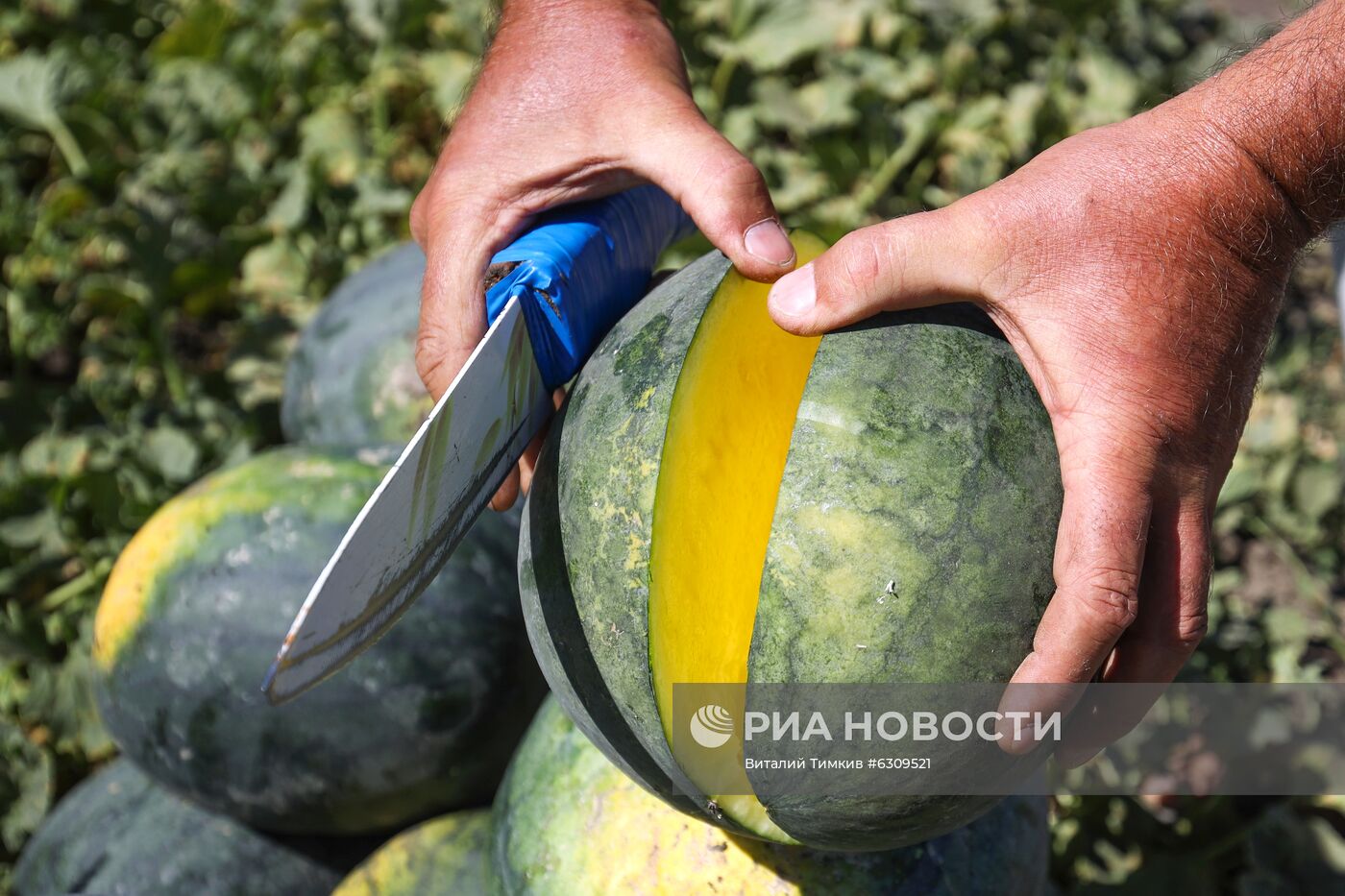 Выращивание арбузов и дынь в Краснодарском крае