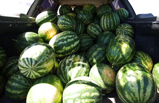 Выращивание арбузов и дынь в Краснодарском крае