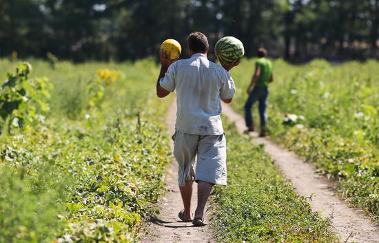 Выращивание арбузов и дынь в Краснодарском крае