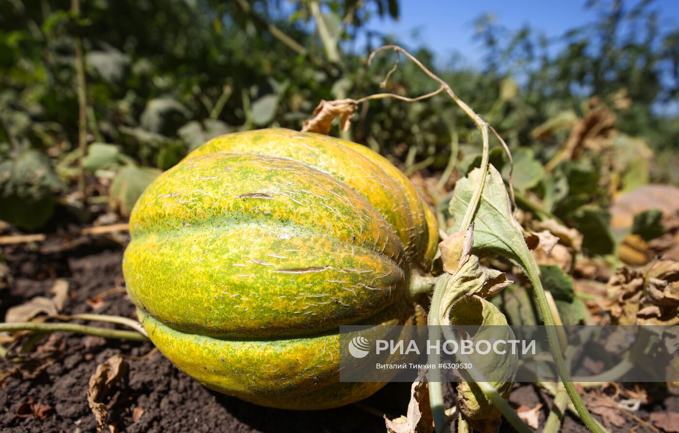 Выращивание арбузов и дынь в Краснодарском крае