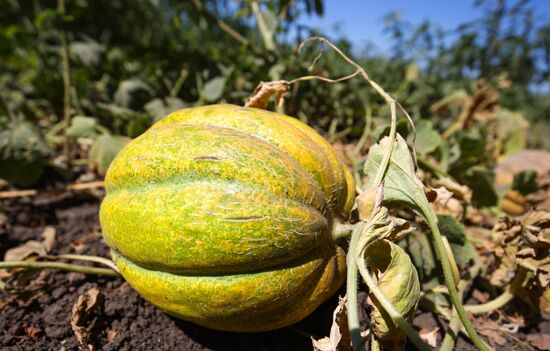 Выращивание арбузов и дынь в Краснодарском крае