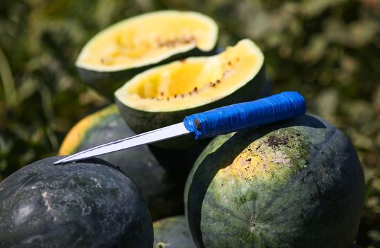 Выращивание арбузов и дынь в Краснодарском крае