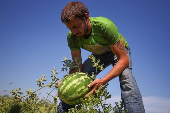 Выращивание арбузов и дынь в Краснодарском крае