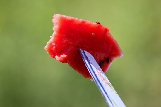 Выращивание арбузов и дынь в Краснодарском крае