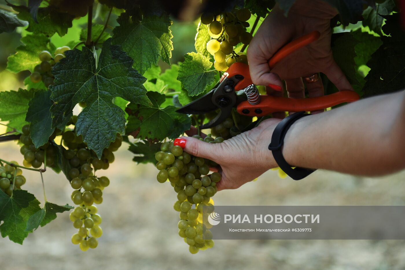 Дегустация вина в Крыму