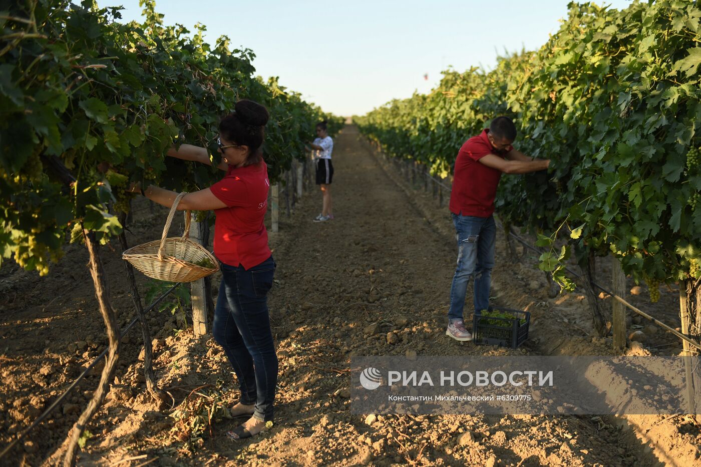 Дегустация вина в Крыму