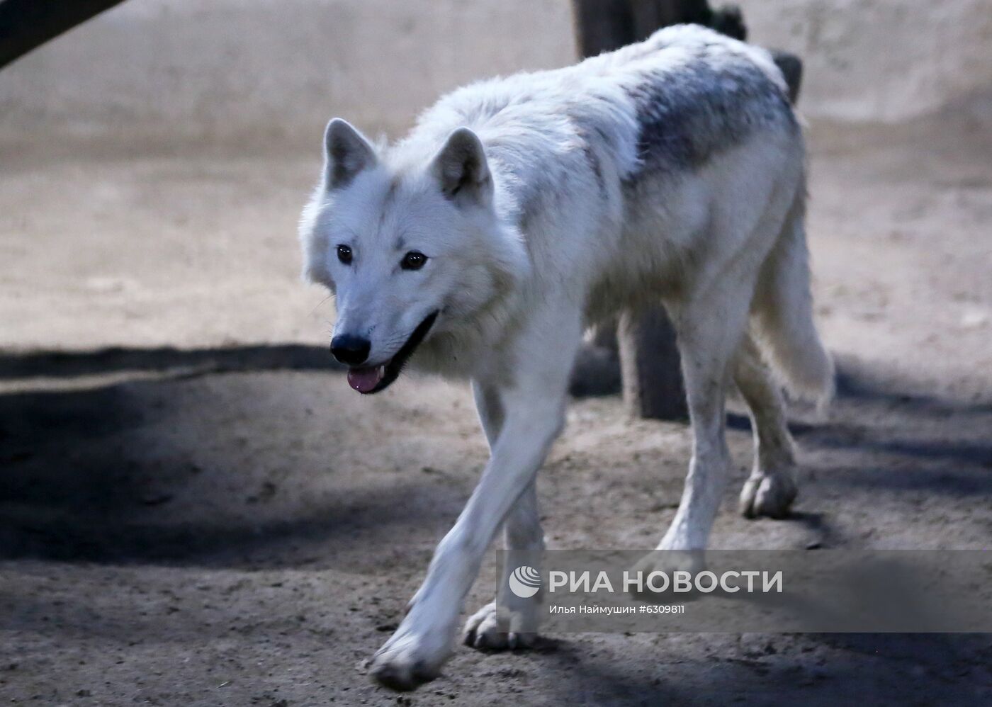 20-летие парка флоры и фауны "Роев ручей" в Красноярске