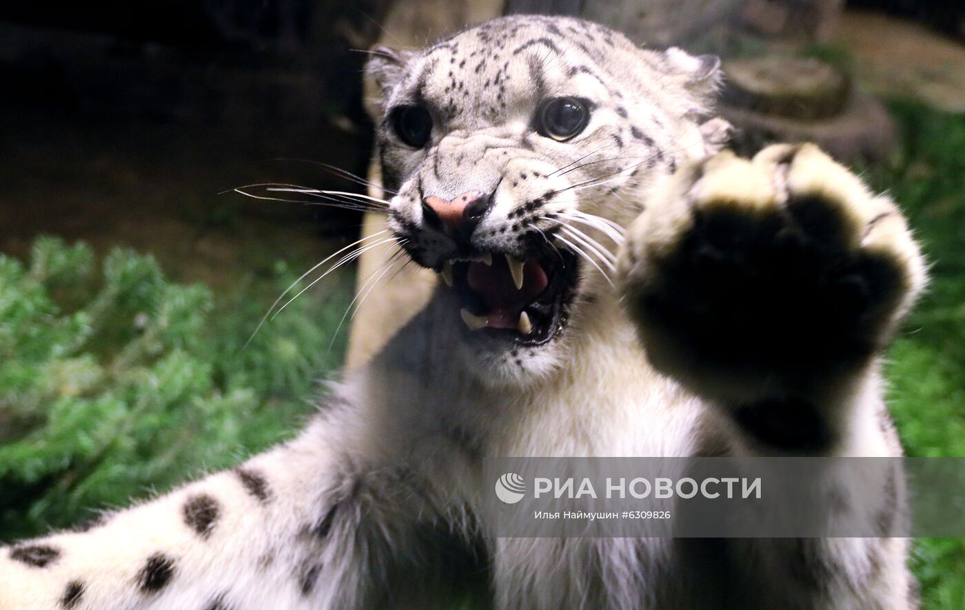 20-летие парка флоры и фауны "Роев ручей" в Красноярске