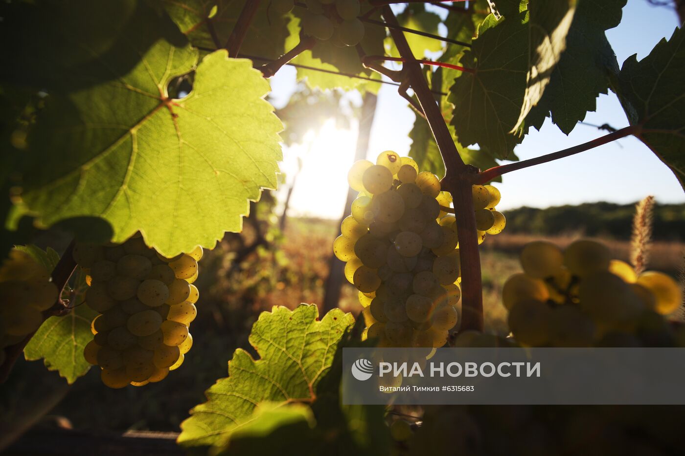 Винодельческое хозяйство "Лефкадия" в Краснодарском крае