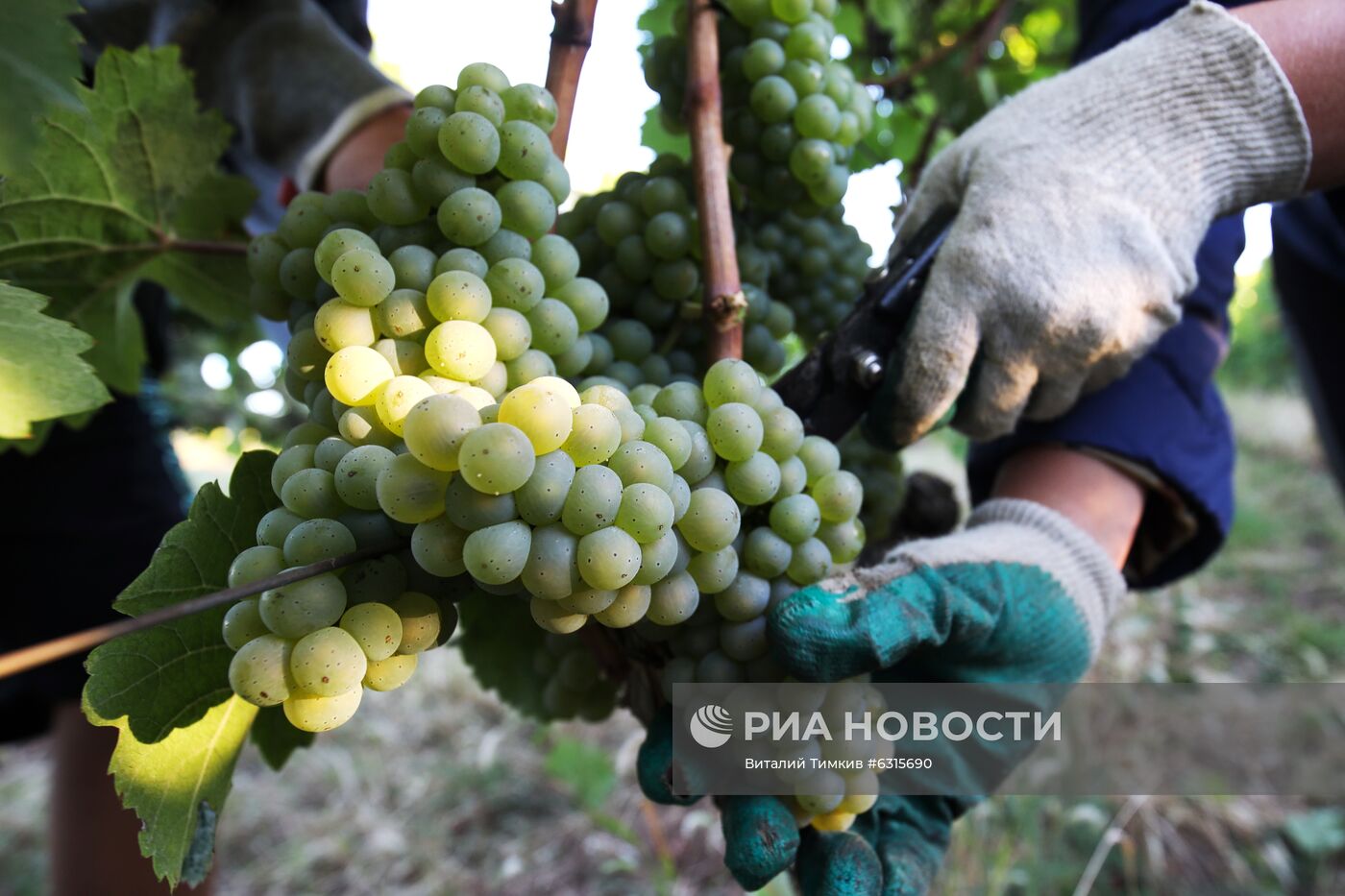 Винодельческое хозяйство "Лефкадия" в Краснодарском крае