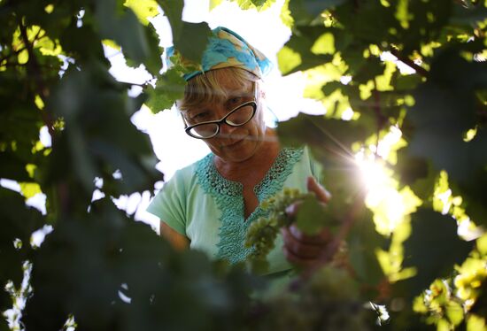 Винодельческое хозяйство "Лефкадия" в Краснодарском крае