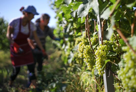Винодельческое хозяйство "Лефкадия" в Краснодарском крае