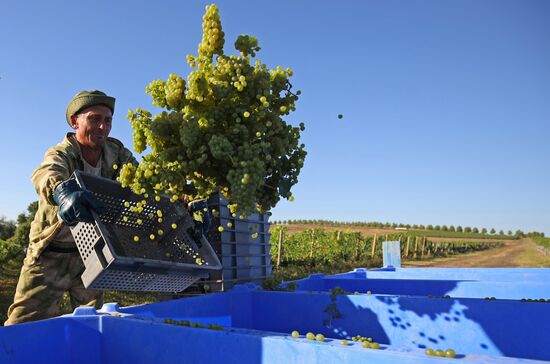 Винодельческое хозяйство "Лефкадия" в Краснодарском крае