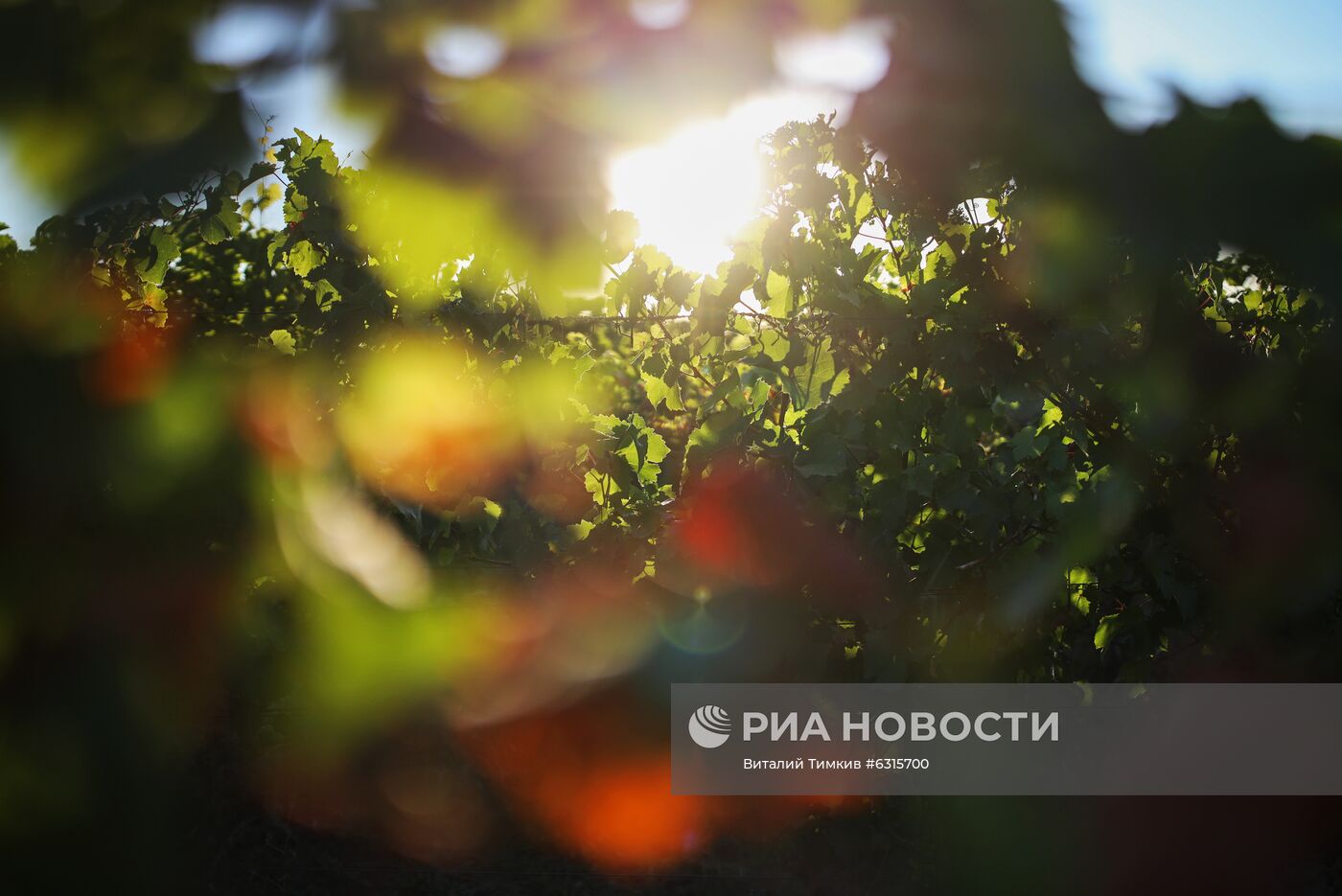 Винодельческое хозяйство "Лефкадия" в Краснодарском крае