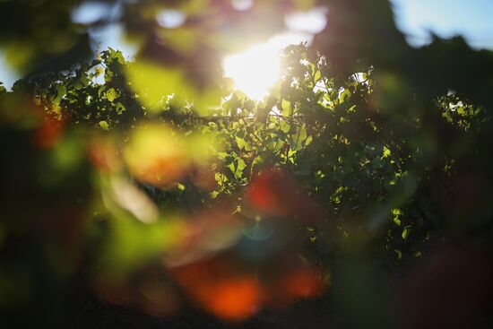 Винодельческое хозяйство "Лефкадия" в Краснодарском крае